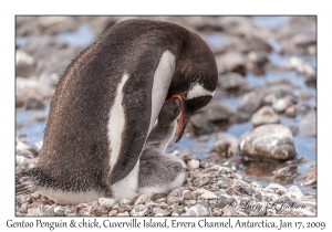 Southern Gentoo Penguin & chick
