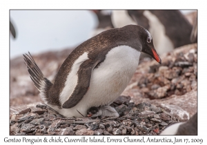 Southern Gentoo Penguin & chick