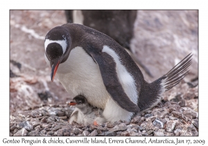 Southern Gentoo Penguin & chicks