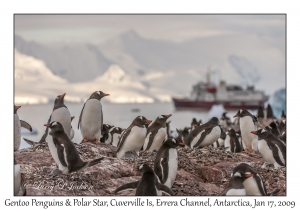 Southern Gentoo Penguins & Polar Star