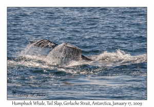 Humpback Whale, Tail Slap