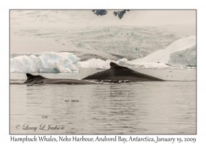 Humpack Whales