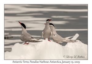 Antarctic Terns