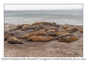 Southern Elephant Seals