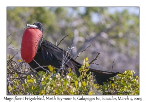 Great Frigatebird, male