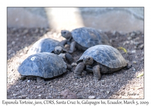 Espanola Tortoise, juveniles