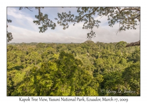 Kapok Tree View
