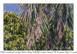 Yellow-rumped Cacique Nests
