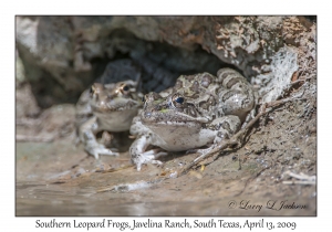 Southern Leopard Frogs