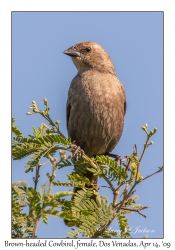 Brown-headed Cawbird, female