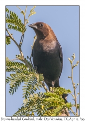 Brown-headed Cawbird, male