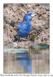 Blue Grosbeak, male