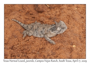 Texas Horned Lizard, juvenile