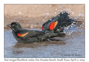 Red-winged Blackbird, males