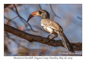 Monteiro's Hornbill