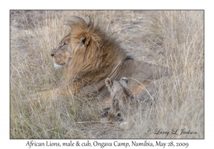African Lion, male & cub