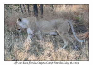 African Lion, female