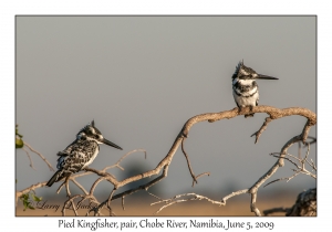 Pied Kingfisher, pair