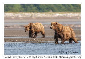 Coastal Grizzly Bears