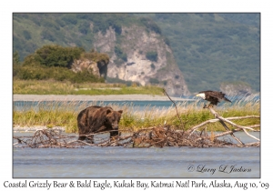 Coastal Grizzly Bear & Bald Eagle