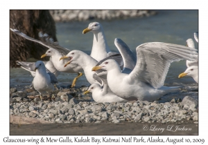 Glaucous-wing & Mew Gulls