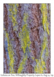 Lichens on Tree