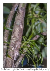 Fimbriated Leaf-tailed Gecko