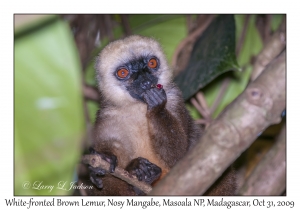 White-fronted Brown Lemur