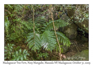 Madagascar Tree Fern