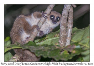 Furry-eared Dwarf Lemur