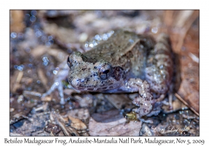 Betsileo Madagascar Frog