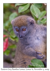 Eastern Grey Bamboo Lemur