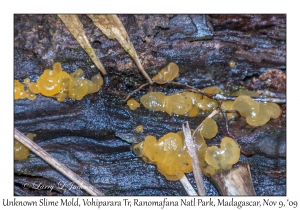 Unknown Slime Mold