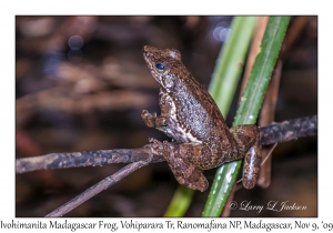 Ivohimanita Madagascar Frog