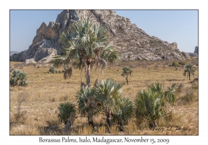 Borassus Palms