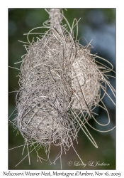 Nelicourvi Weaver Nest