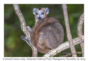 Crowned Lemur