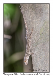 Madagascar Velvet Gecko