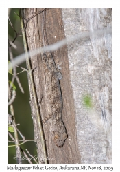 Madagascar Velvet Gecko