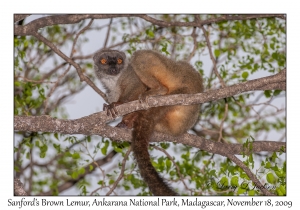Sanford's Brown Lemur