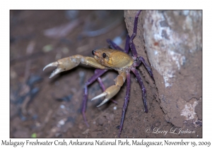 Malagasy Freshwater Crab