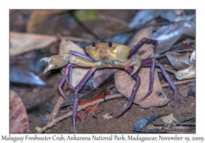 Malagasy Freshwater Crab