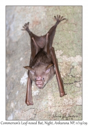 Commerson's Leaf-nosed Bat