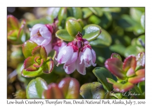 Low-bush Cranberry