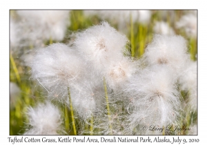 Tufted Cotton Grass