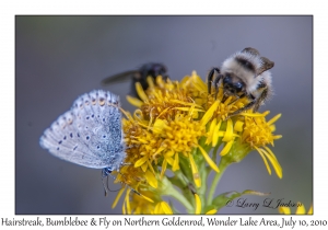 Hairstreak, Bumblebee & Fly on Northern Goldenrod