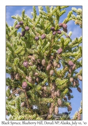 Black Spruce & cones