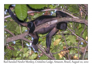 Red-handed Howler Monkey