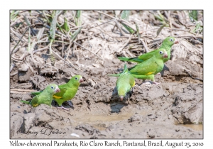 Yellow-chevroned Parakeets