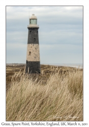 Grass & Lighthouse